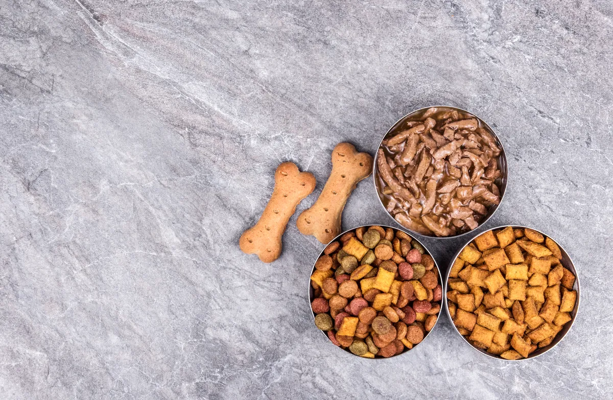 Czy pies może jeść orzechy? Bezpieczne i toksyczne orzechy dla psa