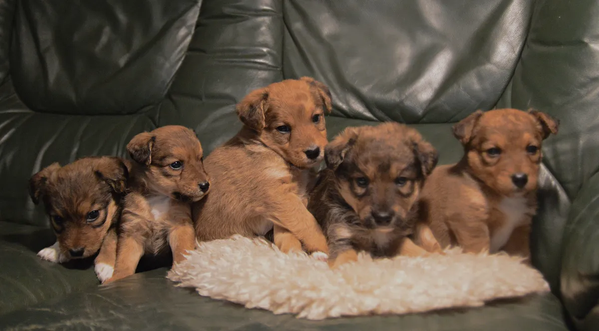 Jak odróżnić legalną hodowlę od nielegalnej? Poradnik dla kupujących psa