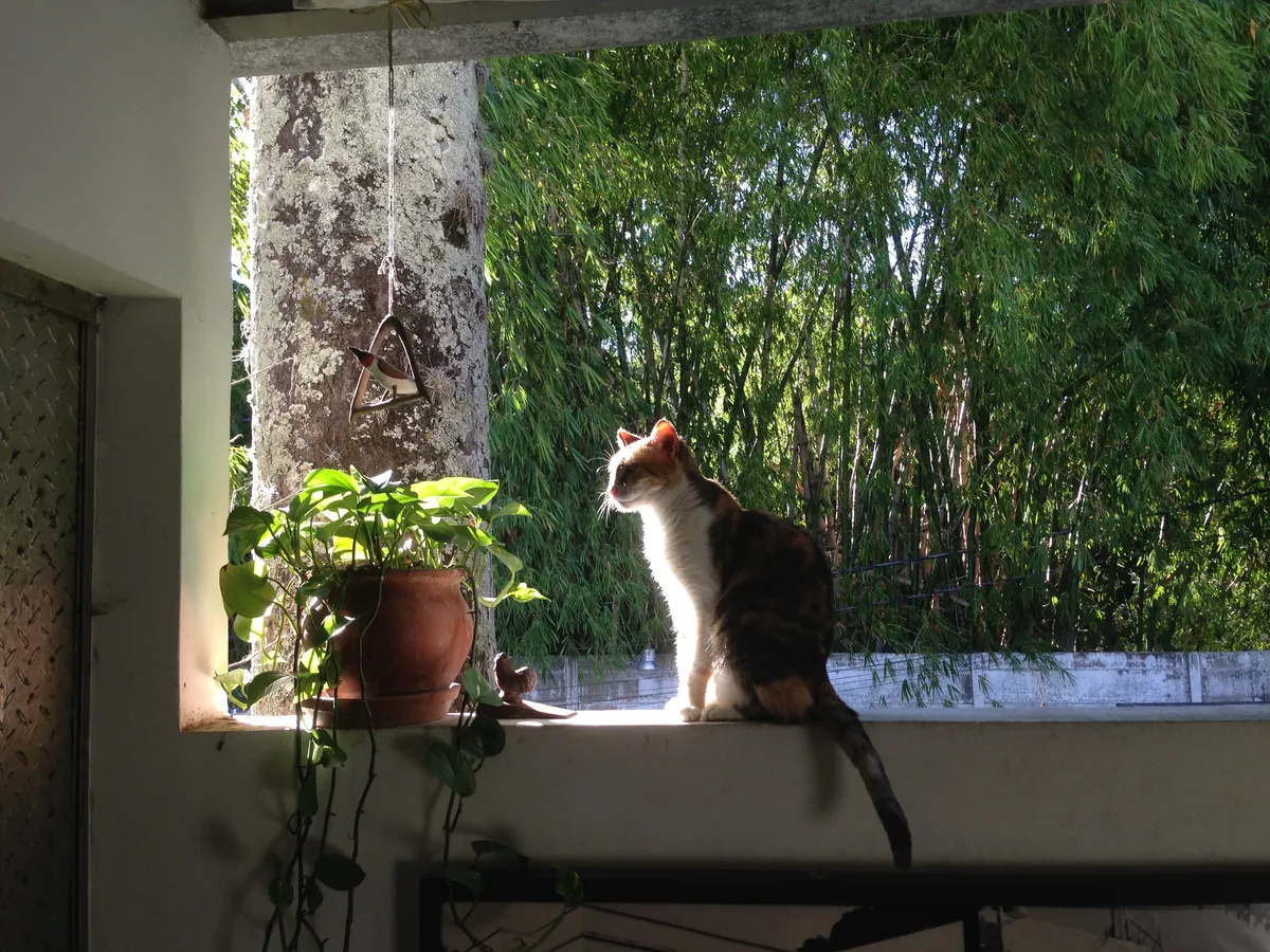 Jak zabezpieczyć balkon dla kota? Praktyczny poradnik krok po kroku