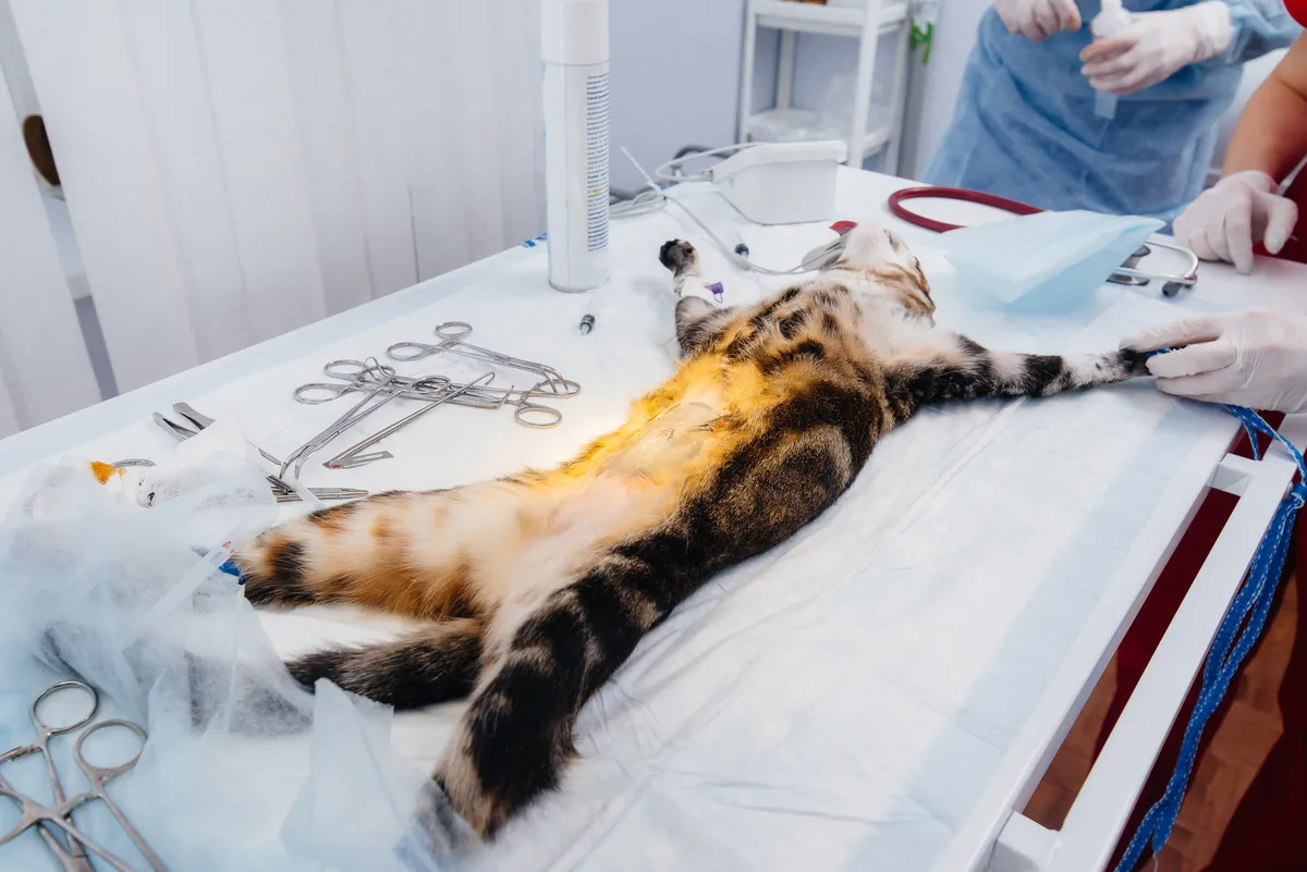 Kastracja psów i kotów – kiedy, jak i dlaczego warto wykonać zabieg?