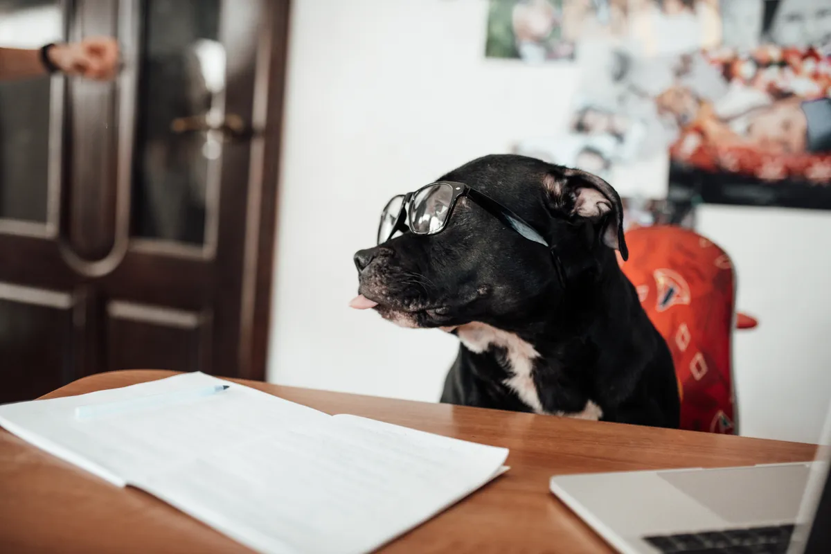 Podatek od psa 2026 – stawki, zwolnienia, gminy, terminy płatności